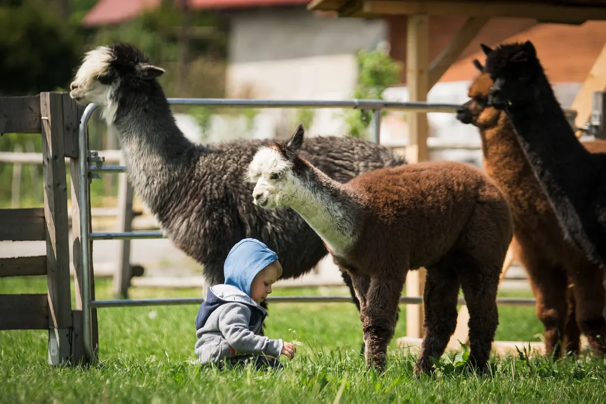 Alpakoterapia w Dębowcu – Zooterapia z Alpakami
