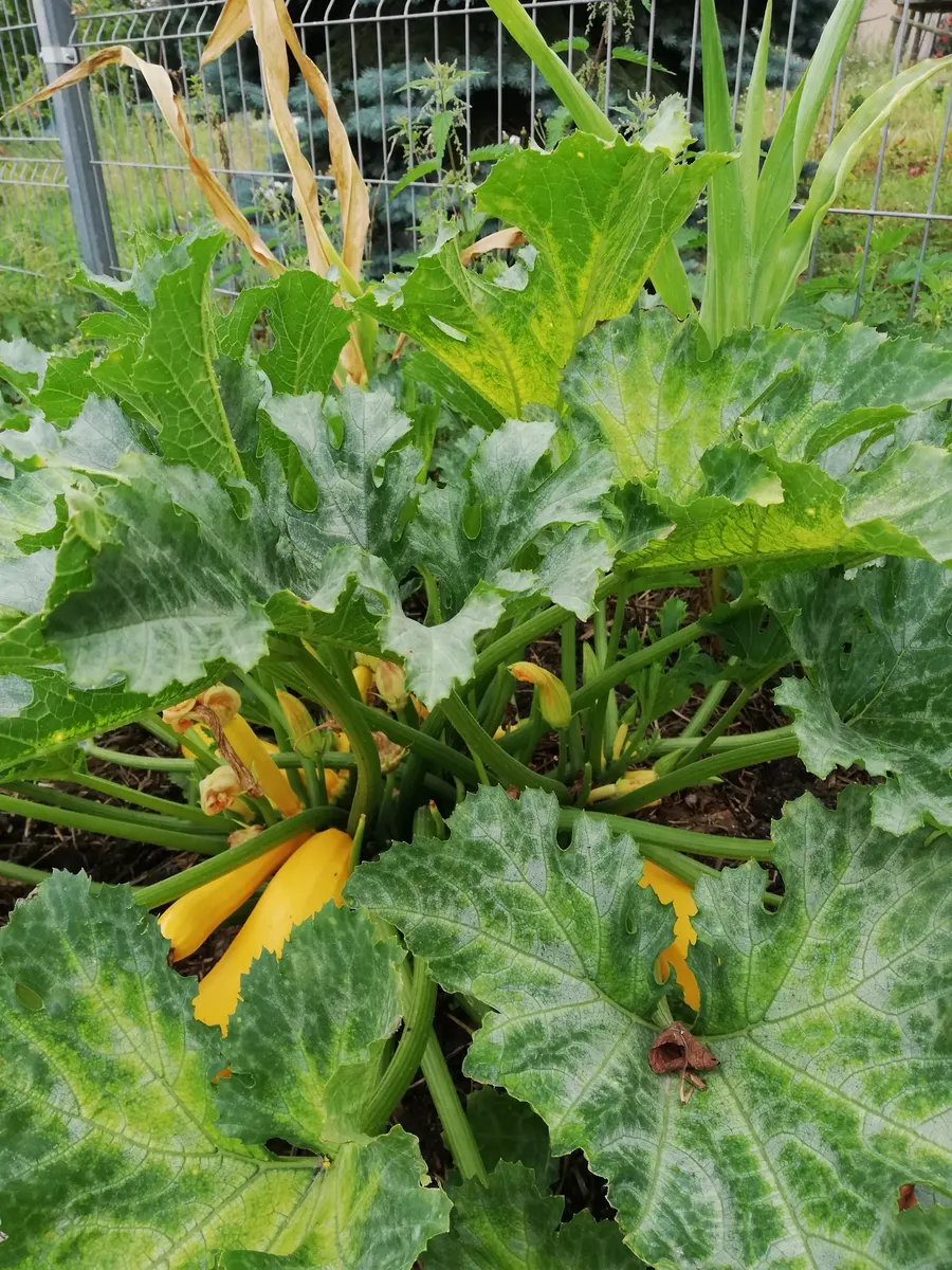 Hortiterapia – Terapia Ogrodem i Permakultura