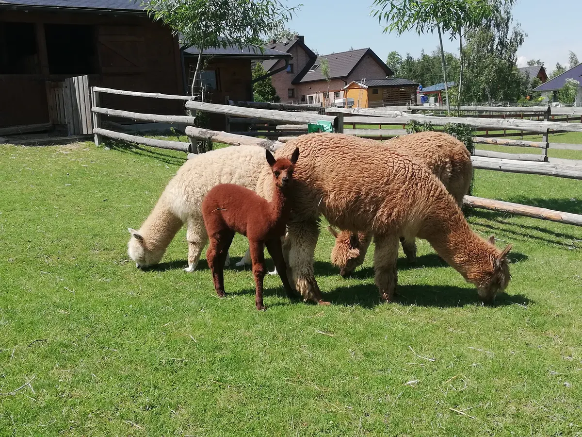 Młoda alpaka cria z mamą na pastwisku w Dębowcu