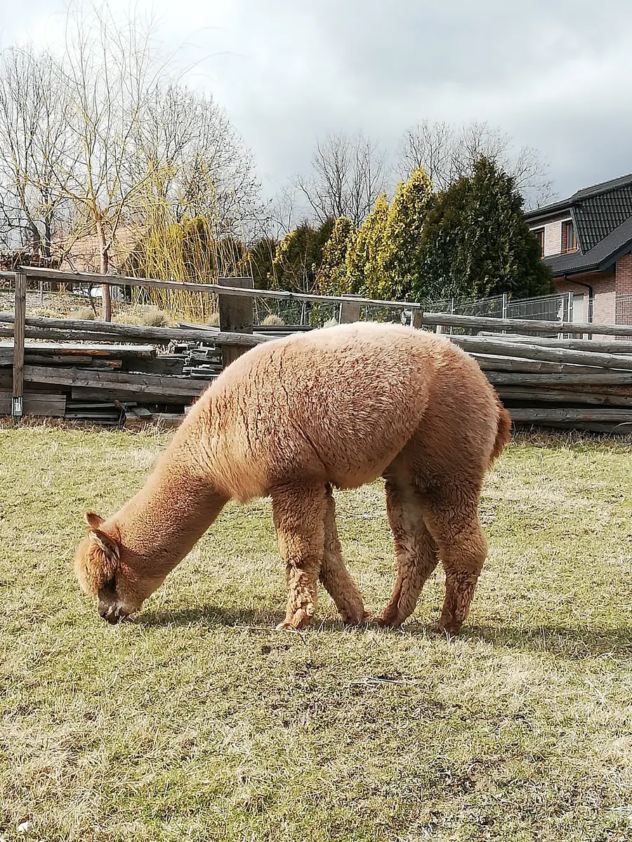 Galeria Fotografii Rancza i Podopiecznych