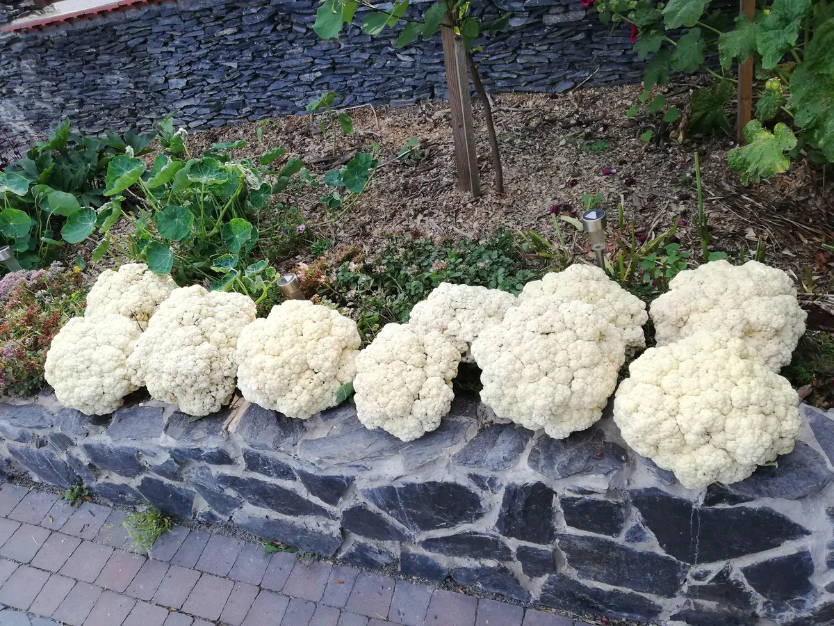 Uczymy się permakultury